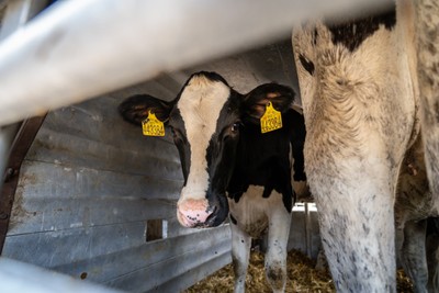 Česká jalovice v transportu na tureckých hranicích - Nevinné oběti